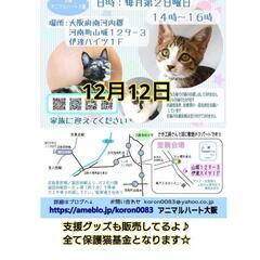 保護猫　譲渡会