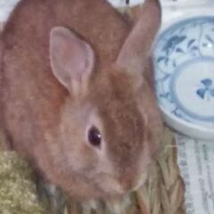 ミニうさぎ🐰