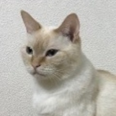 猫　４歳　オス