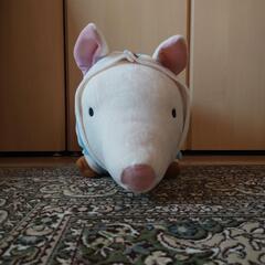プーギー①の画像