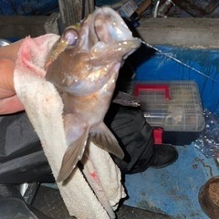 久しぶりに船😵😵😵釣りメンバー募集 - 三重郡