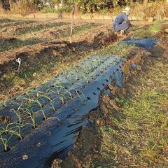 【さあ、タマネギだ！】貸し農園　愛知県安城市赤松町近辺