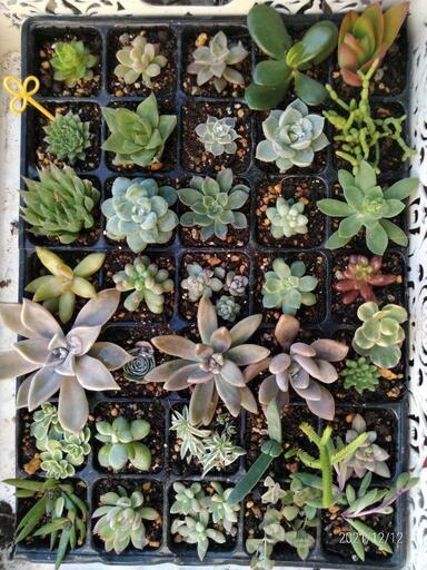 ＊多肉植物＊ ミニセット 1212黄