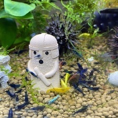 ダークブルーシュリンプ 3の画像