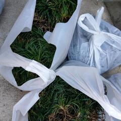 玉竜 (リュウノヒゲ) 3袋の画像