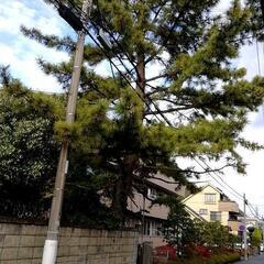 軽トラック高所作業車でのご依頼をお受けします‼️現地見積は無料です。 - 便利屋