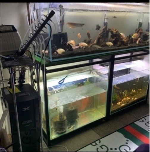 熱帯魚&水槽一式（水槽台付）全部まとめて