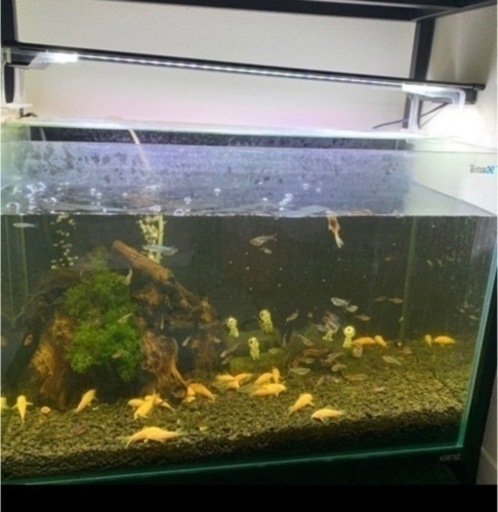熱帯魚&水槽一式（水槽台付）全部まとめて