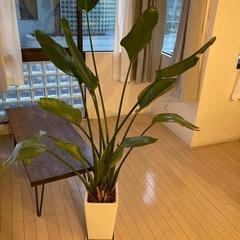 観葉植物　ストレリチアオーガスタ