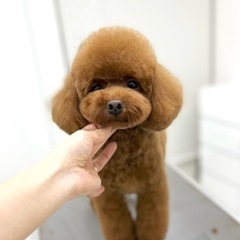 高幡不動のトリミングサロン(訪問トリミングも)　dog care...