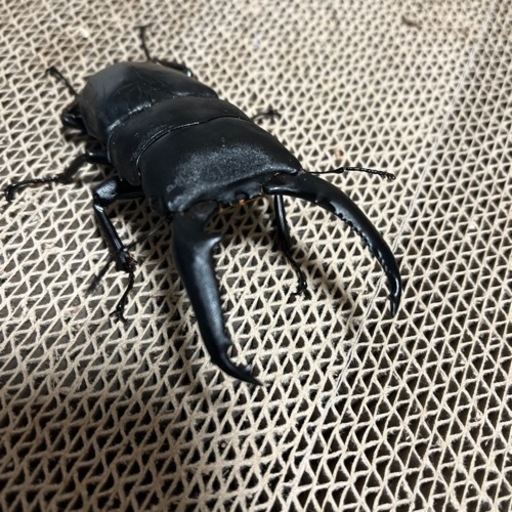 パラワンオオヒラタクワガタ　ペア