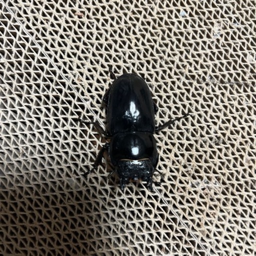 パラワンオオヒラタクワガタ　ペア