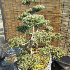 シンパク 真柏 盆栽 の画像
