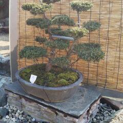 シンパク 真柏 盆栽 の画像