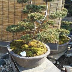 シンパク 真柏 盆栽 の画像