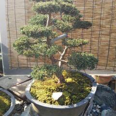 シンパク 真柏 盆栽 の画像