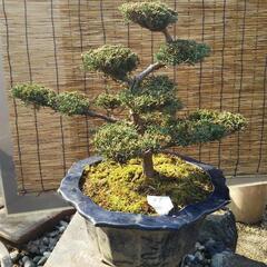 シンパク 盆栽 真柏の画像