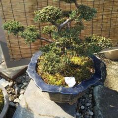 シンパク 盆栽 真柏の画像