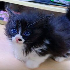 生後1ヶ月マンチカンの兄弟です。