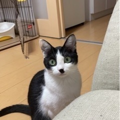 推定1才5ヶ月 メス ハチワレ
