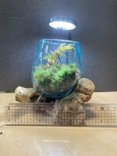 ☆杜のメダカ☆★コケリウム！ライト付き