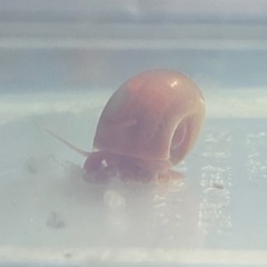 レッドラムズホーン　１０匹の画像