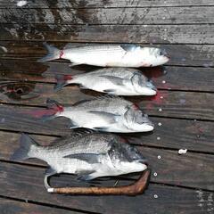 筏(いかだ)釣りしませんか？ - 熊本市