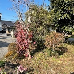 槙の木譲りますの画像