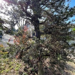 槙の木譲りますの画像