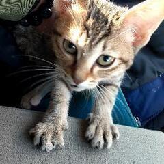 早急にお願いいたします！届け出済み(飼い主不在確認済み)