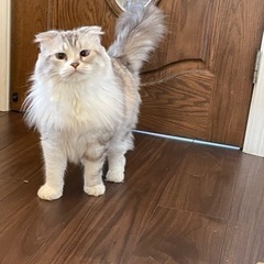 折れ耳長毛　スコティッシュフォールド - 猫