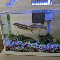 川魚　カワムツ　2匹　手渡しの画像