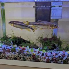 川魚　カワムツ　2匹　手渡し