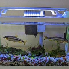 川魚　カワムツ　2匹　手渡しの画像