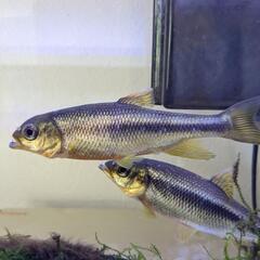 川魚　カワムツ　2匹　手渡しの画像