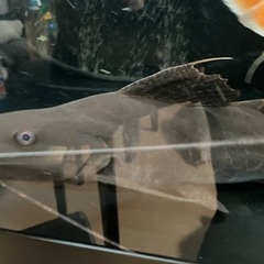 セルフィンキャットの画像