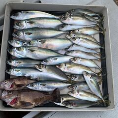 2022年　船釣り仲間新規募集