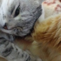 迷い猫を探しています。