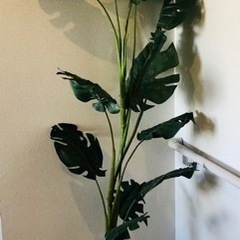 値下げしました！ニトリ☆光触媒の空気を浄化する観葉植物！の画像