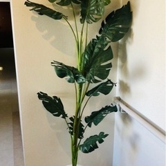 値下げしました！ニトリ☆光触媒の空気を浄化する観葉植物！