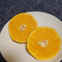 不知火ミカン（デコポン）の画像