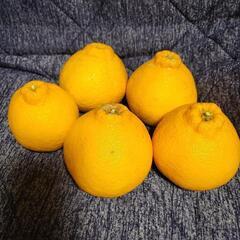 不知火ミカン（デコポン）