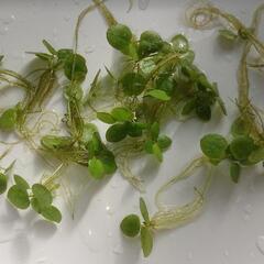【サウザーメダカ】アマゾンフロッグビット♪水草☆の画像