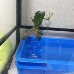 両生類好きな方
