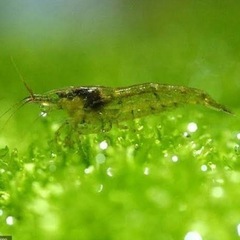 ₍₍ 🦐 ミナミヌマエビ