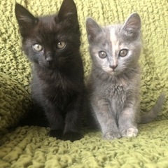生後2ヶ月　子猫　里親募集
