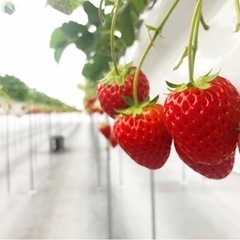 【農業　いちご栽培】いちご農園の摘み取り出荷作業スタッフの画像