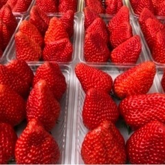 【農業　いちご栽培】いちご農園の摘み取り出荷作業スタッフの画像