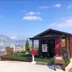 【農業　いちご栽培】いちご農園の摘み取り出荷作業スタッフの画像