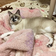 無事保護出来ました！ - 安芸郡